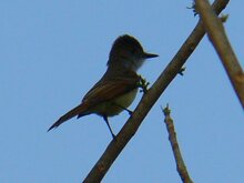 Dusky Capped Flycatcher